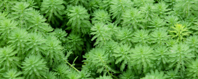 绿藻对水质的影响 绿藻对水质的影响有多大