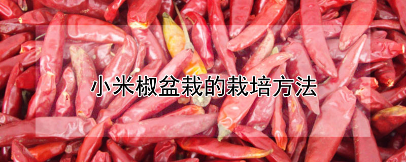 小米椒盆栽的栽培方法（小米椒盆栽的栽培方法和管理）