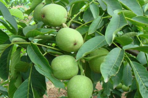 核桃树几月份嫁接最好