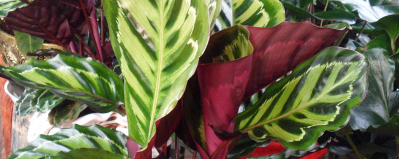 花叶竹芋有毒吗（竹芋叶子有毒吗）