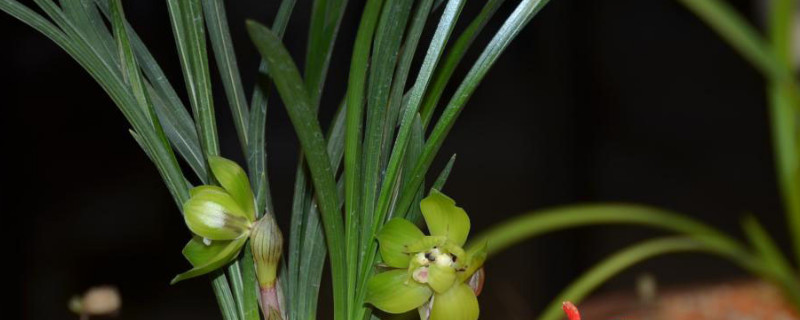 绿云和绿云梅区别 绿云梅香吗