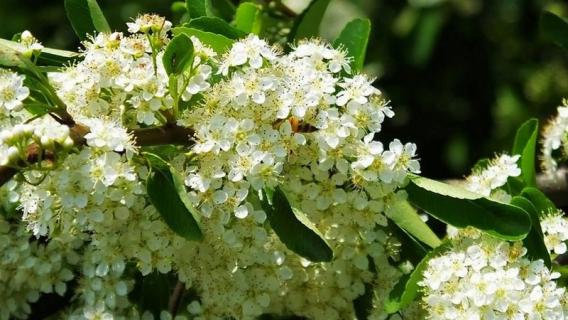 石楠花的味道怎么形容（石楠花的味道怎么形容）