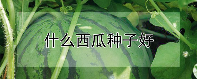 什么西瓜种子好（什么西瓜种子好卖）