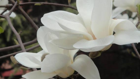 上海市花是什么 上海市花是什么花