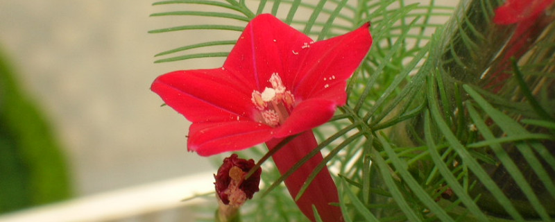 羽叶茑萝为什么不开花（茑萝只长叶子不开花）