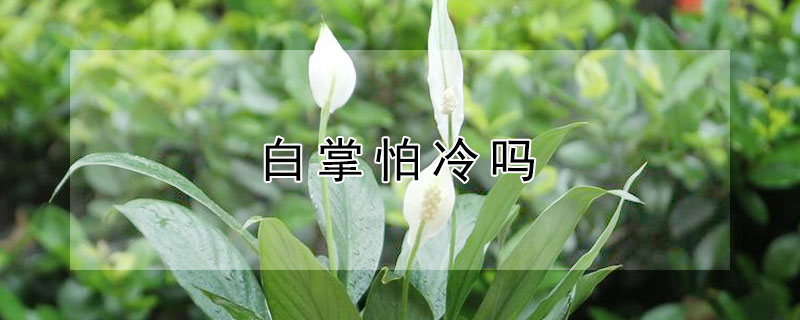 白掌怕冷吗 白掌 温度