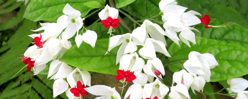 龙吐珠侧枝怎么修剪 龙吐珠怎么修剪才开枝多