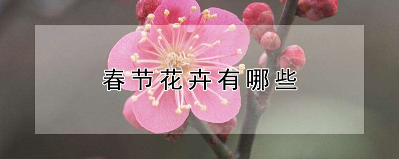 春节花卉有哪些 春节期间的花卉