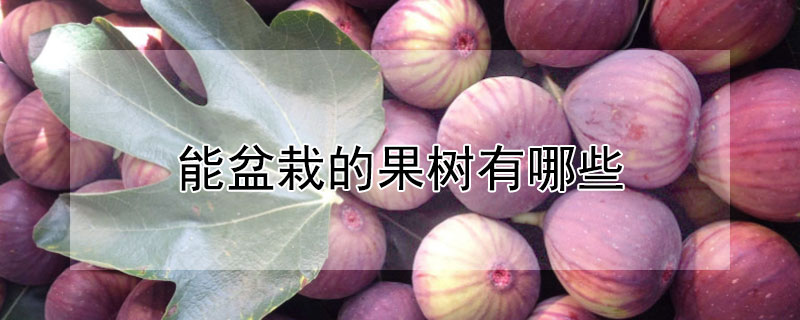 能盆栽的果树有哪些（什么果树能盆栽种）