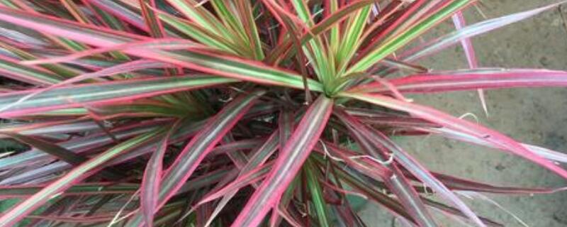 五彩千年木怎么繁殖（五彩千年木开花吗）