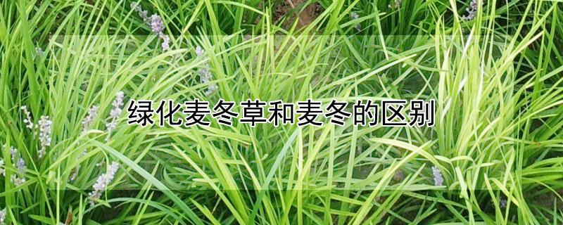 绿化麦冬草和麦冬的区别（绿化麦冬草和麦冬的区别图片）