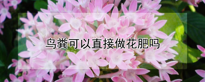 鸟粪可以直接做花肥吗（鸟粪能做花肥吗）