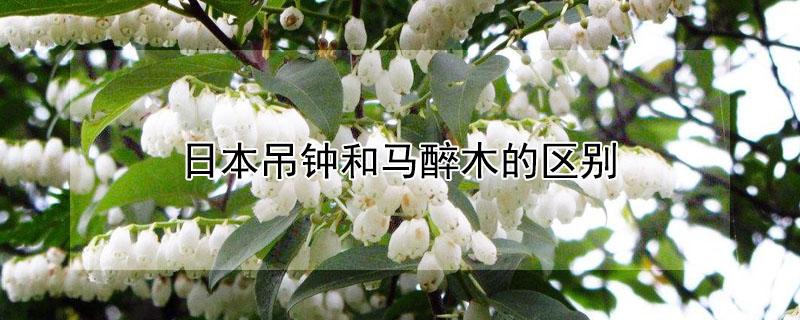 日本吊钟和马醉木的区别（日本吊钟和马醉木的区别是什么）