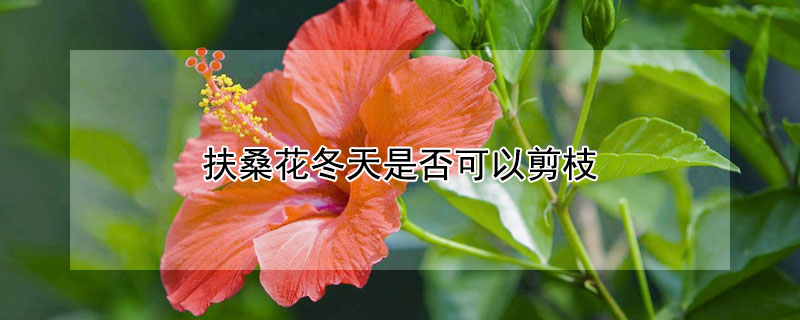 扶桑花冬天是否可以剪枝（扶桑花冬天能修剪吗）