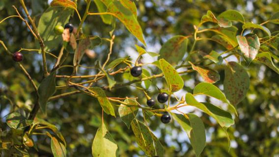树叶的形状（树叶的形状像什么仿写句子）