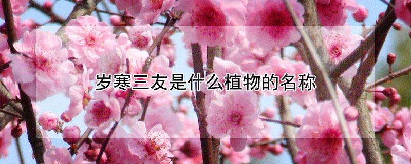岁寒三友是什么植物的名称 岁寒三友指的是什么植物
