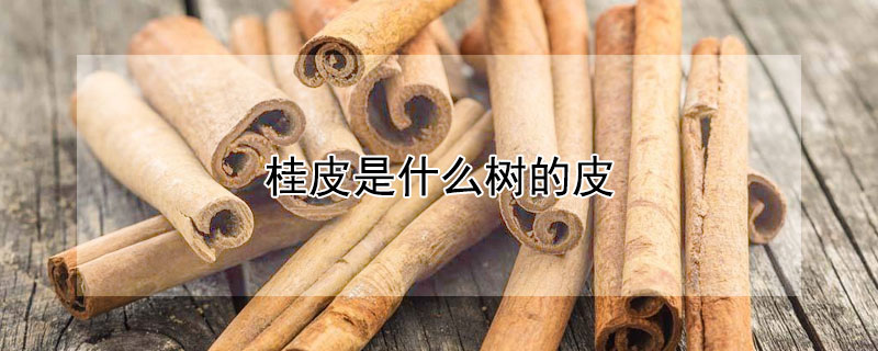 桂皮是什么树的皮 中药桂皮是什么树的皮