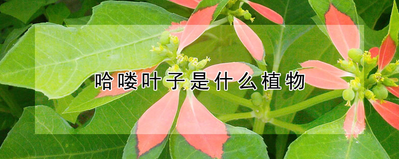 哈喽叶子是什么植物（呀哈哈是什么植物）