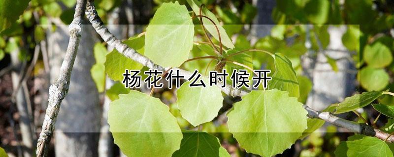 杨花什么时候开（杨花什么时候开花）