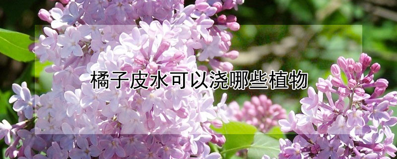 橘子皮水可以浇哪些植物 橘子皮水可以浇哪些植物和花