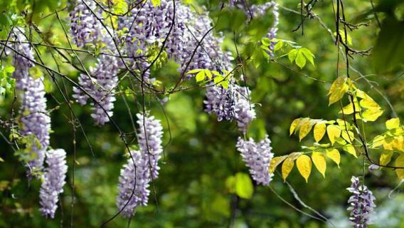 紫藤有毒吗 紫藤有毒吗对人体有害吗