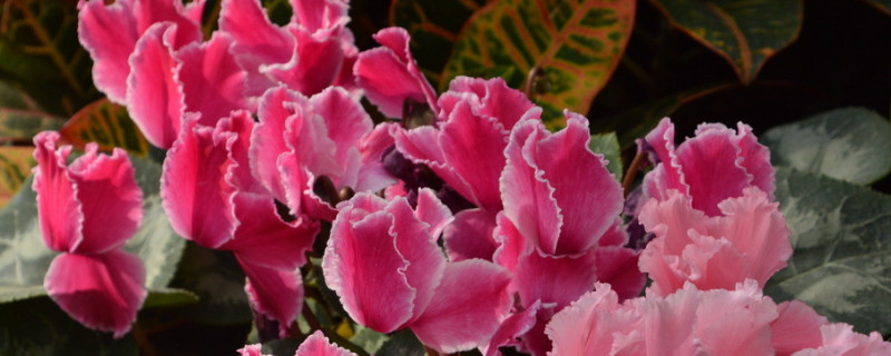 仙客来和海棠区别（仙客来的用处和作用）