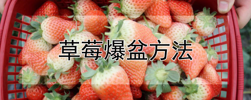 草莓爆盆方法 草莓爆盆方法图解