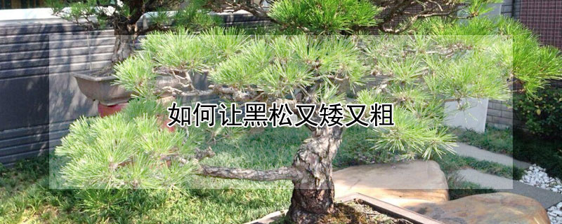 如何让黑松又矮又粗 黑松枝干如何变粗