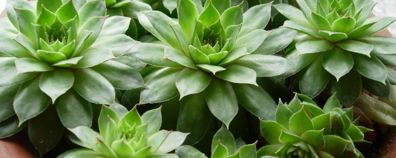 观音莲多肉怎么摘心 观音莲多肉摘心视频