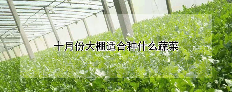 十月份大棚适合种什么蔬菜 10月份大棚适合种什么蔬菜