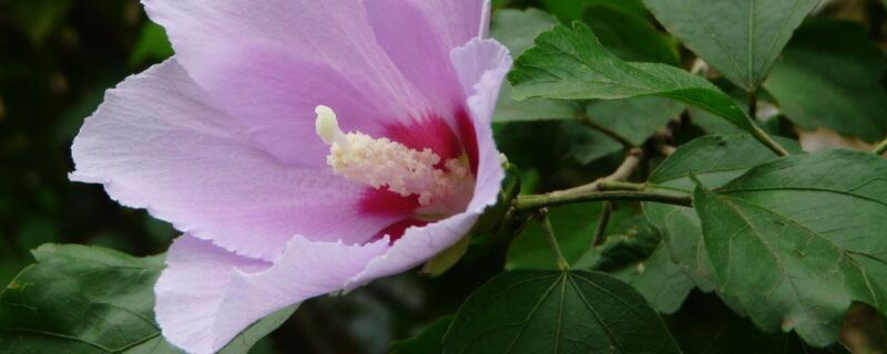 小木槿僵苗了怎么办（木槿花僵苗怎么办）