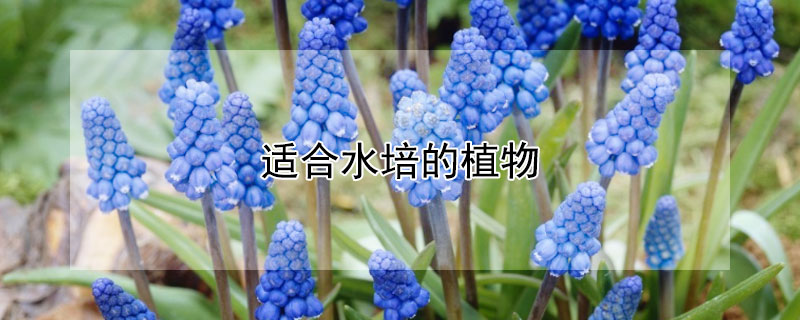 适合水培的植物（适合水培的植物目前实验成功的主要包括）