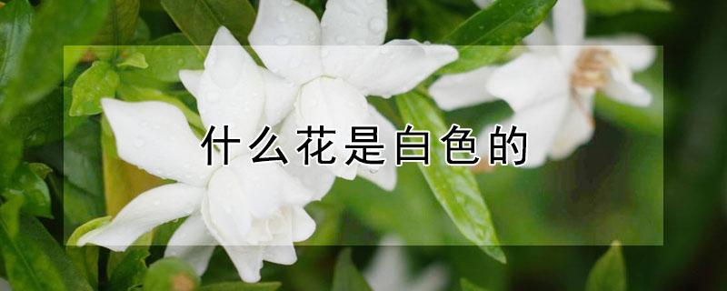 什么花是白色的（春天什么花是白色的）