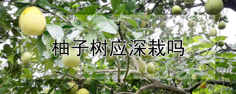 柚子树应深栽吗（柚子树栽多深）