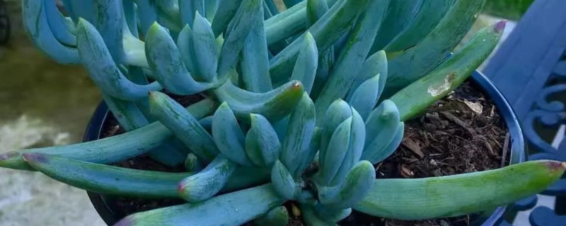 多肉蓝松开花后怎么办（多肉 蓝松）