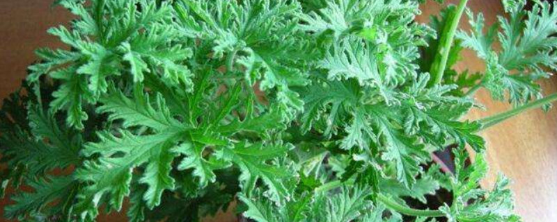 驱蚊草有毒吗（驱蚊草有毒吗?）