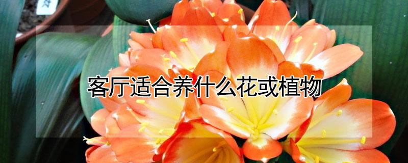 客厅适合养什么花或植物 适合客厅养的绿植或花卉