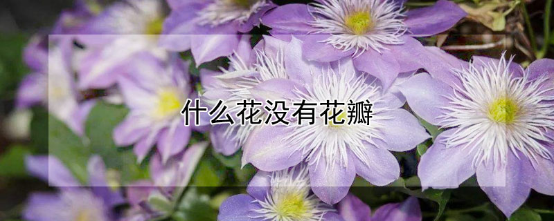 什么花没有花瓣 什么花没有花瓣和萼片
