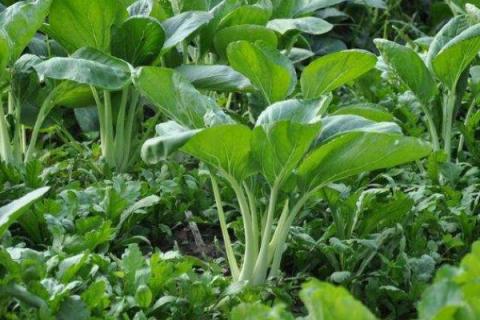 怎样栽青菜