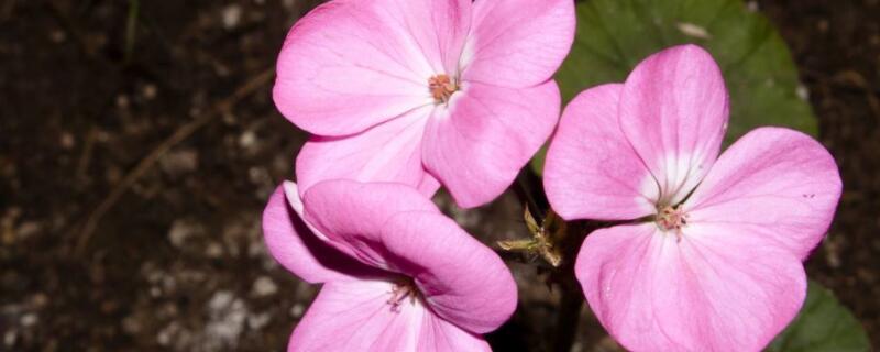 报春花叶子扦插方法 报春花叶子扦插方法视频