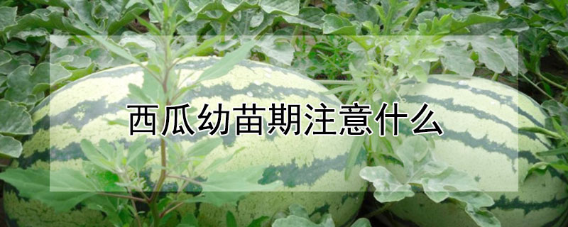 西瓜幼苗期注意什么 西瓜幼苗期注意什么事项