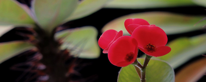 虎刺梅换盆后叶子发黄（虎刺梅换盆后叶子发黄怎么回事）