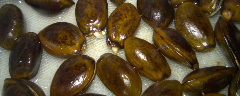 种子催芽方法五种方法（种子催芽方法五种方法图解）