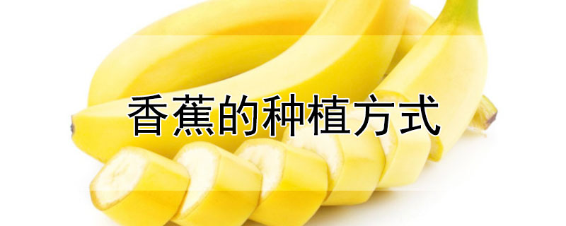 香蕉的种植方式 香蕉种植方式是什么