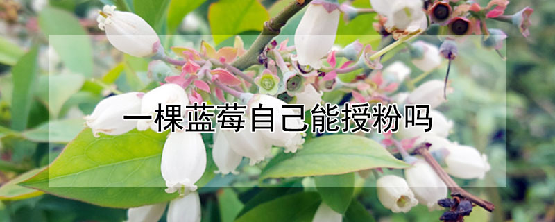 一棵蓝莓自己能授粉吗（蓝莓需要种二棵来授粉吗）