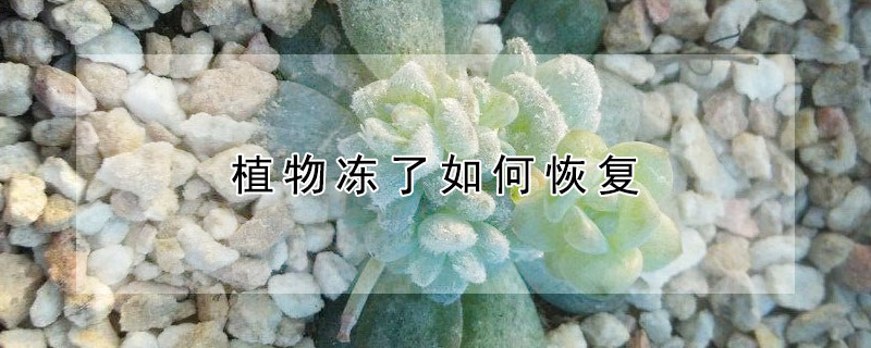 植物冻了如何恢复 植物上冻了怎么办