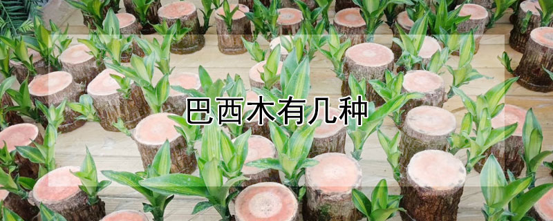 巴西木有几种 巴西木有几种花