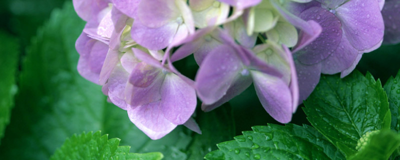 冬天花卉怎么保暖 冬天花卉怎么保暖好