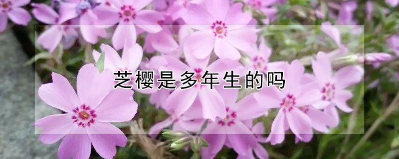 芝樱是多年生的吗 芝樱什么时候种