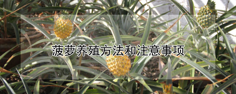 菠萝养殖方法和注意事项（菠萝的养殖方法和技术）